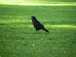  corbeau posé dans l'herbe